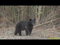 THE HUNT FOR BLACK BEAR