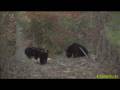 BLACK-BEARS-GORGE-ON