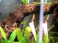 videos de 30 gallon hex aquarium 03jan2009