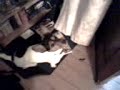 Dog \