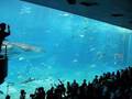 美ら海水族館