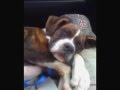 Boxer dog immediately euthanized at humane society