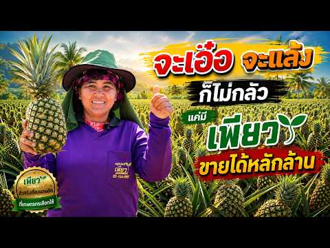 ปลูกสับปะรด...ไม่กลัว! โรคเอ๋อ เคล็ดลับที่เจ้าของสวนไม่เคยบอกใคร..ผลผลิตเต็มสวน