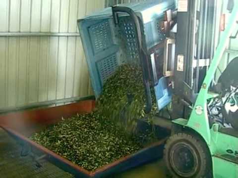 how to harvest olive oil