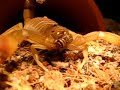 Androctonus australis (Fat Tail Scorpion) Androctonus australis (Fat Tail Scorpion)