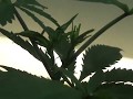 Topping and Scrogging