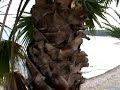 Ypsos Beach Corfu Greece