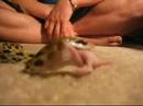 Taiwan Beauty Snake Hand Fed