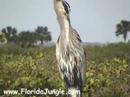 Great Blue Heron at Merritt Island Great Blue Heron at Merritt Island