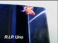 My dead one eyed fish Uno