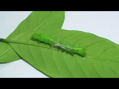 how to eliminate oleander caterpillars