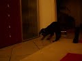Little Gordon Setter Puppy playing with bottle