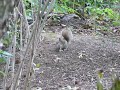 Even more squirrel