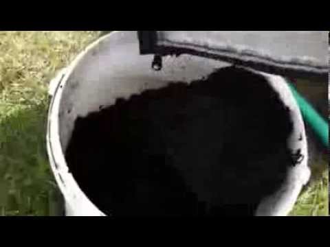 how to fertilize sweet corn