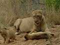 Lion Cubs