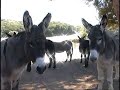 Donkey: The Mystique of Equus Asinus Book Video Donkey: The Mystique of Equus Asinus Book Video