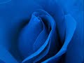 Antonio Vivaldi: Concerto for violin, strings & b.c. in B flat major, 'La caccia' - Op.8n.10 (RV362)