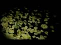 Proverb-Hearbeat-Mus