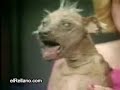 Who Let the Dogs Out Who Let the Dogs Out