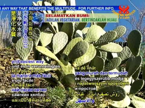 how to fertilize prickly pear