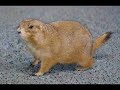 MC Lars Video Podcast (Episode 9: \"Cat Got Your Tongue?\") MC Lars Video Podcast (Episode 9: \"Cat Got Your Tongue?\")