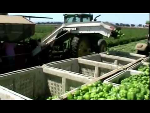 how to harvest bell peppers