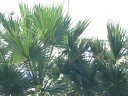 Portosole  Sanremo   Italian Riviera  Hotel Lucciola