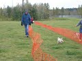 Jack Russell Terrier Racing