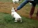 Jack Russell Terrier Racing