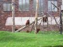 Orang-utans