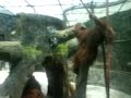 Orang Utan in Zoo Negara Malaysia