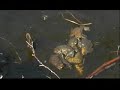 Paddeparing Common Toad mating