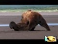 Grizzly bear fight Grizzly bear fight