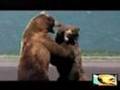 Grizzly bear fight