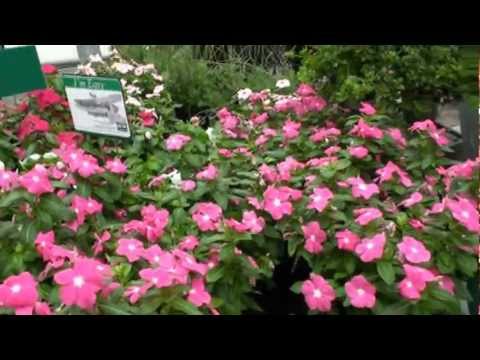 how to collect vinca seeds