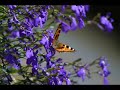 Nature\