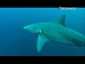 Shark Week- Bull Shark Sensing Vibrations Shark Week- Bull Shark Sensing Vibrations