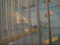 Buzzo the budgies favourite game