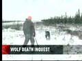 Wolf death inquest begins