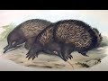 exhibitionist spiny anteater reveals bizarre penis