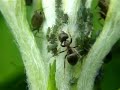 ???????? Antz Patrolling Aphid Farm