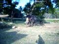 videos de The Mysore Royal Palace