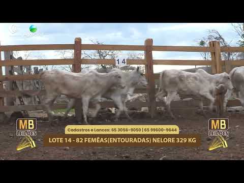 509 LEILO VIRTUAL MB LEILES