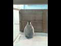 白浜アドベンチャーワールド エンペラーペンギンの赤ちゃん