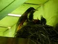 Baby Robin  Feeding Video