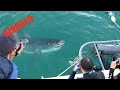 White Shark Cage Dive in Gansbaai, South Africa