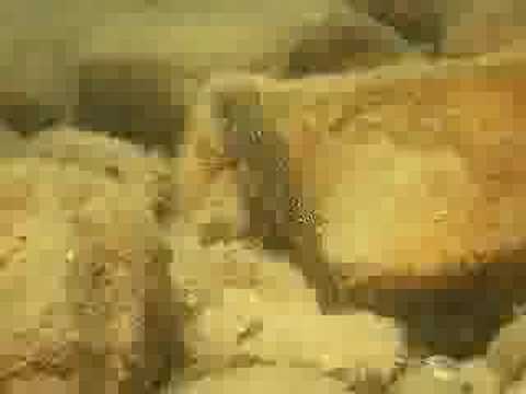 Cichlids of Lake Tanganyika 2
