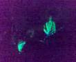 These New Puritans- Elvis