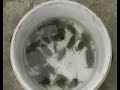 Aquaculture- Mud Crab breeding for crab-lets (stac.com.my)
