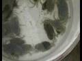 Aquaculture- Mud Crab breeding for crab-lets (stac.com.my)